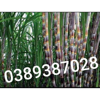 cây mía nhiều nước,ngọt,5kg