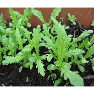 Hạt giống cải cúc nếp đăm lá to 20gr (rau tần ô) nhập khẩu-  chuyên dụng.