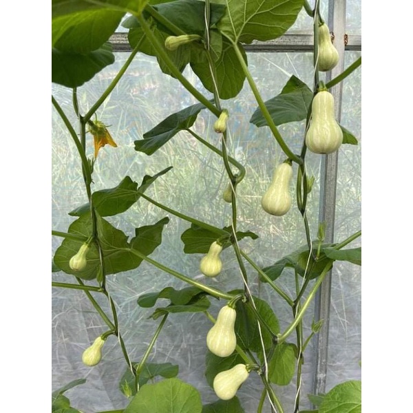 Hạt giống bí bơ