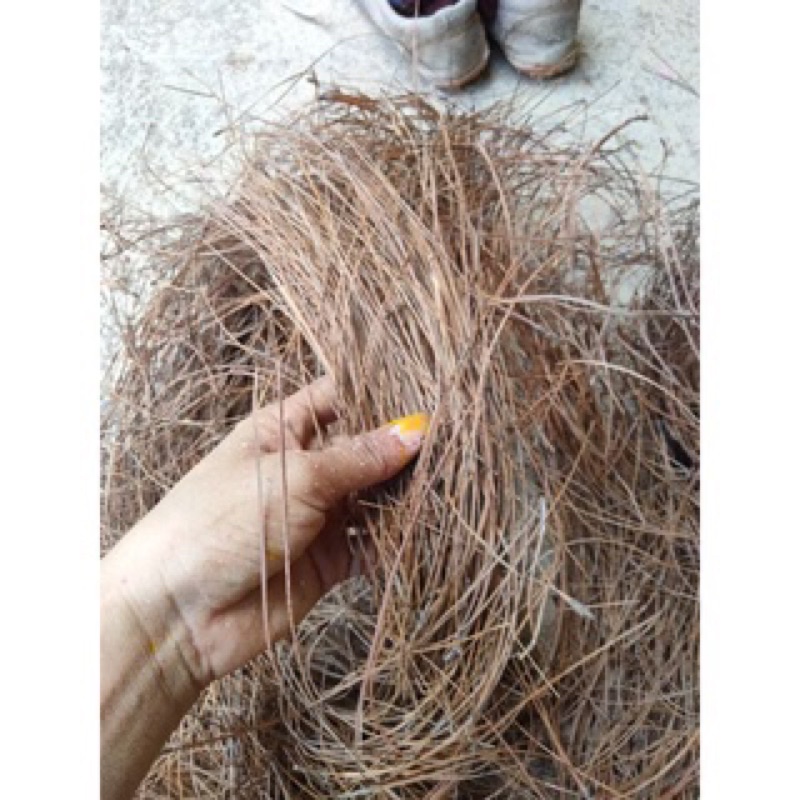 1kg Lá thông khô tự nhiên dùng làm vòng hoa treo Tết, decor chụp ảnh