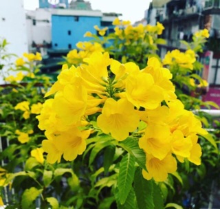 Cây hoàng yến (huỳnh liên)