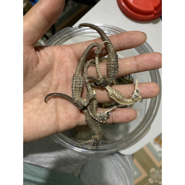 cá ngựa khô 25k 1con