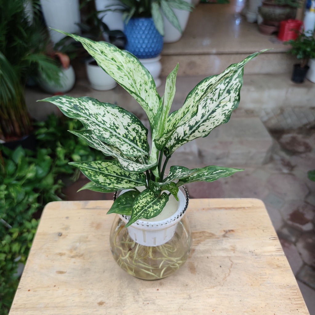 COMBO Bình thủy tinh kèm giá đỡn miệng loe để trồng cây thủy sinh