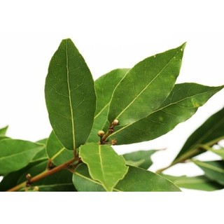 Lá nguyệt quế bay 100g - loại lộn xộn lá nát, lá nguyên
