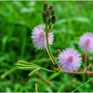 HẠT GIỐNG HOA MIMOSA