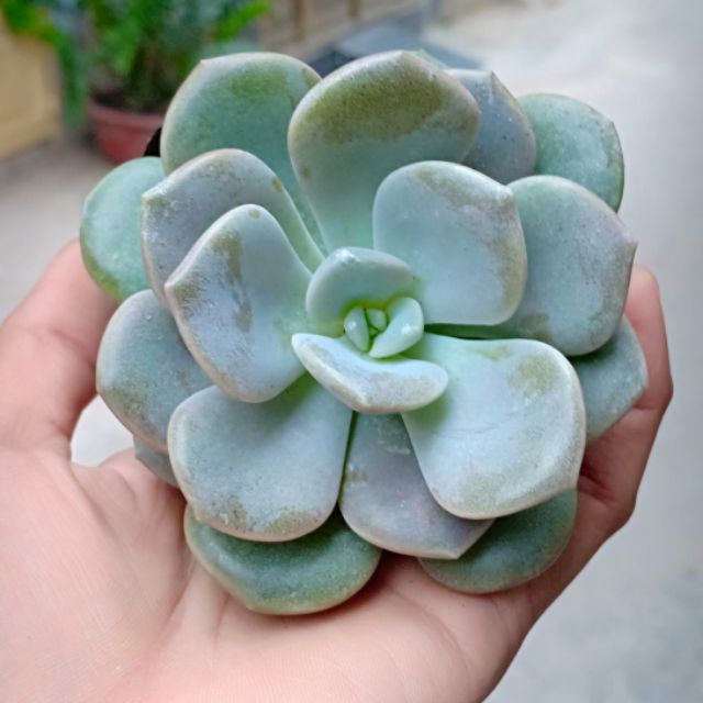 Sen đá sỏi dẹt mới 20k