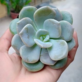 Sen đá sỏi dẹt mới 20k