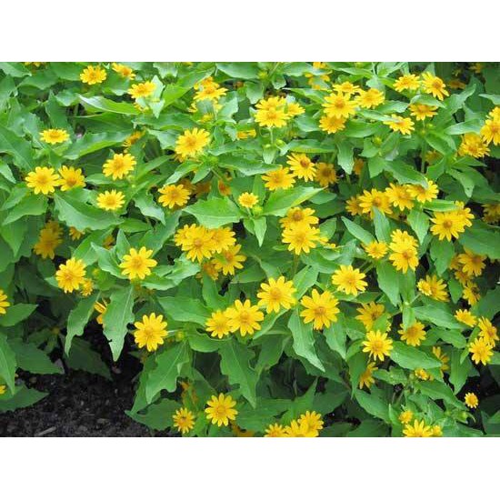 Hạt Giống Hoa Cúc Mặt Trời 20 hạt/ gói