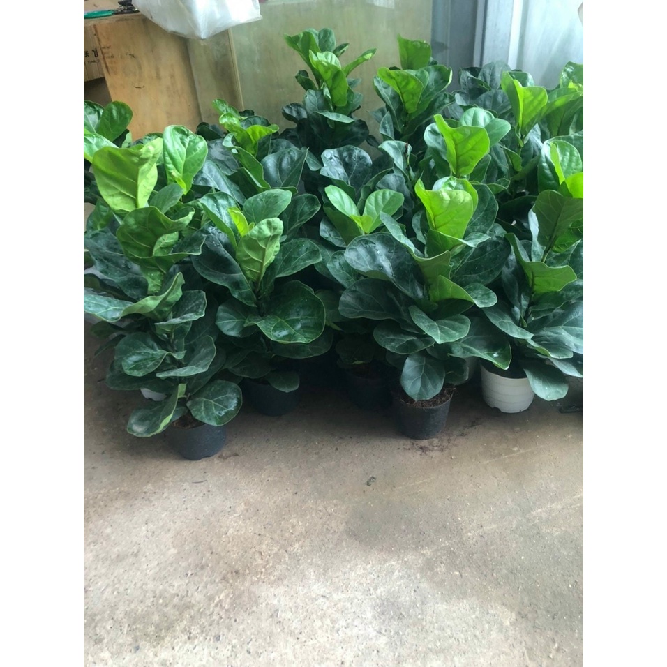 Cây bàng singapore loại 1 nhánh cao 60-80cm