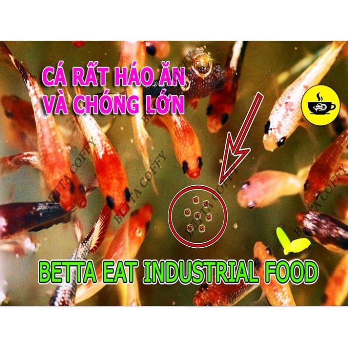 🇹🇭 Cám Inve 3/5 - Thức ăn cho cá mới lớn  BETTA COFFY ☕️