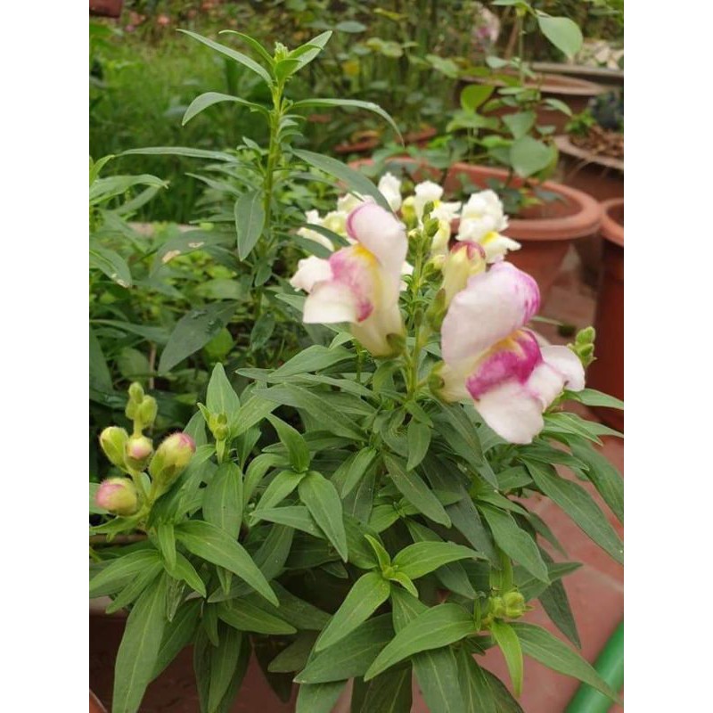 HẠT GIỐNG HOA MÕM SÓI NHIỀU MÀU 616 CAO - GÓI 0,5 GRAM