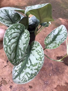 Chậu treo Trầu bà lụa - Silver Pothos