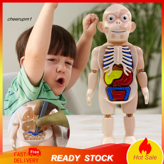 Set mô hình cơ thể người 18 chi tiết bằng nhựa cho bé