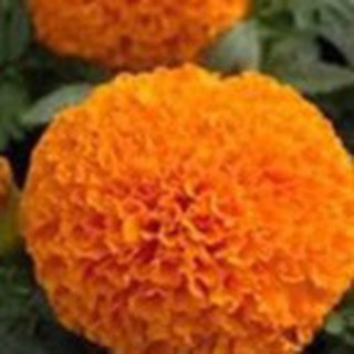 50h hạt giống hoa cúc vạn thọ mỹ bông to