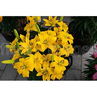 CỦ HOA LY LÙN MÀU VÀNG ĐÃ CÓ MẦM