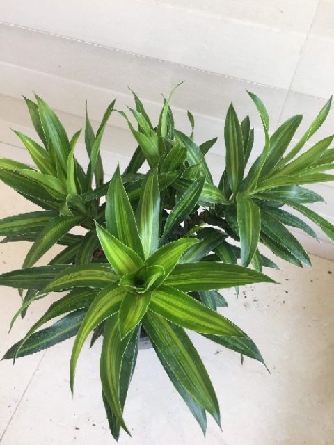 Trúc Bách Hợp...