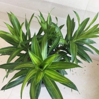 Cây 🌲 Trúc Bách Hợp... để bàn