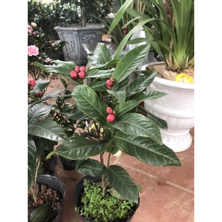 cây hải đường cao 70-80cm