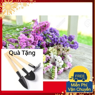 Hạt Giống Hoa Salem Mix Tặng Bộ Dụng Cụ Mini Trồng Cây Tặng Bộ Dụng Cụ Mini Trồng Cây