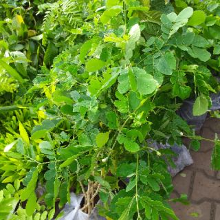 cây me tây cao từ 80cm