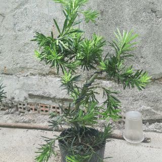 Tùng la hán bonsai 60-70cm