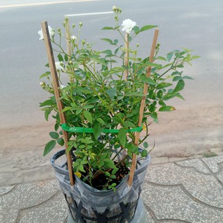 Hồng BẠCH TRÀ