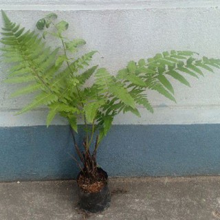 Củ dương xỉ