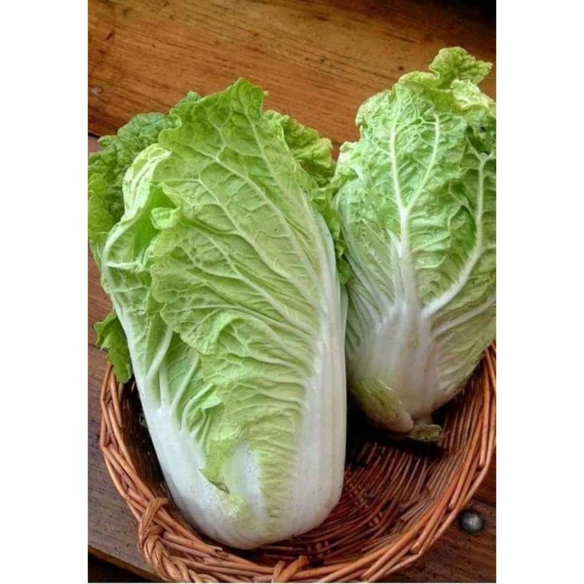 HẠT GIỐNG CẢI THẢO F1 GOKI 70 - bắp cải thảo - cải làm kim chi GÓI 10 GRAM