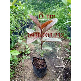 CÂY GIỐNG ỔI TÍM