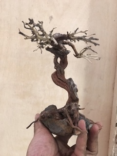 Cây Bonsai mini giá rẻ