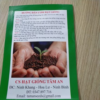Hạt giống hoa Đậu biếc