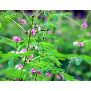 Hạt giống hoa Mimosa - Gói lớn nhiều hạt - Tặng gói kích nảy mầm