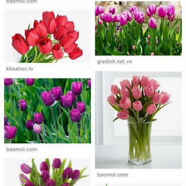 Củ hoa tulip