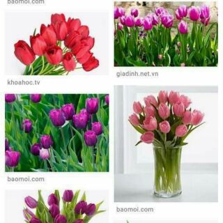Củ hoa tulip