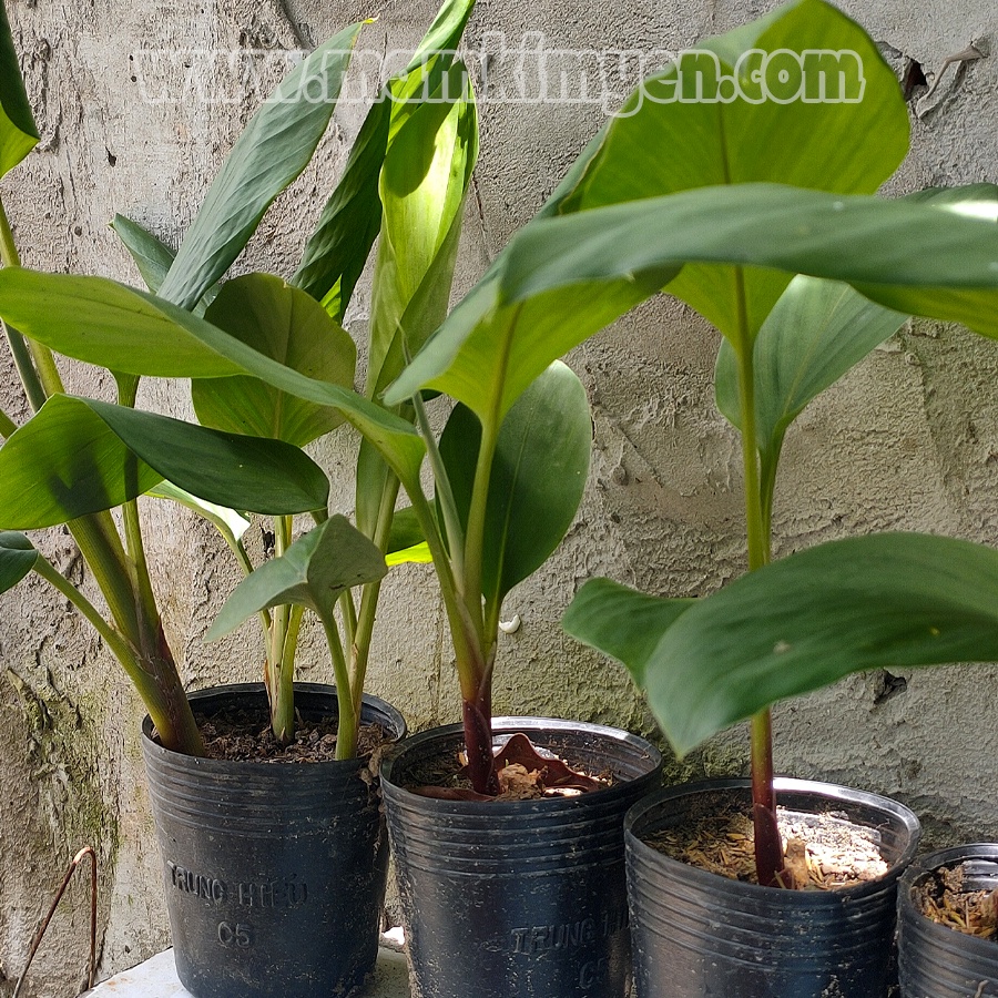 Combo 5 Cây Ngãi Bún Một Tháng Tuổi Dễ Trồng Dùng Làm Gia Vị Nấu Bún Miền Tây