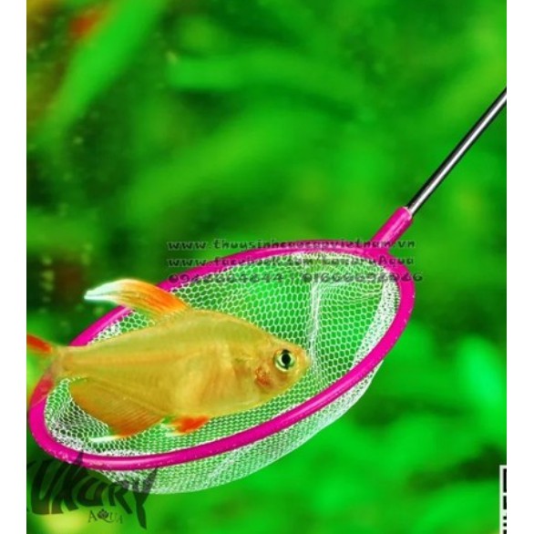 Vợt Vớt Cá Tròn