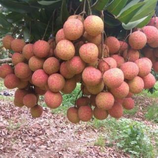 Cây giống vải thiều thanh hà