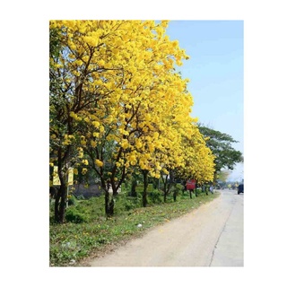 Cây phong linh vàng cao 80-100cm