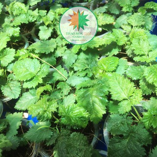 03 Cây giống Phúc bồn tử đen (Blackberry) chậu Pot7.5 - Đã trồng ổn định trên chậu