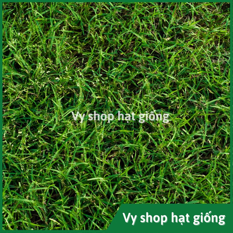 Hạt giống cỏ Bermuda  loại cao cấp nhập Mỹ trồng thảm sân vườn gói 500 hạt