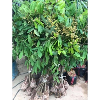 Cây Giống Nhãn Quế (cây ghép siêu sớm chuẩn giống cây trồng)