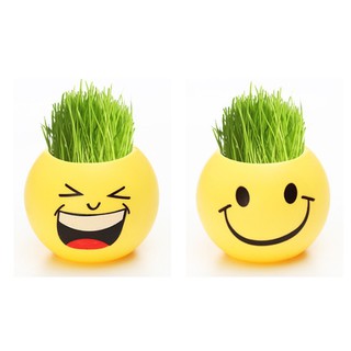 Chậu cây để bàn mini mặt cười