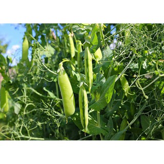 10gr - HẠT GIỐNG ĐẬU HÀ LAN