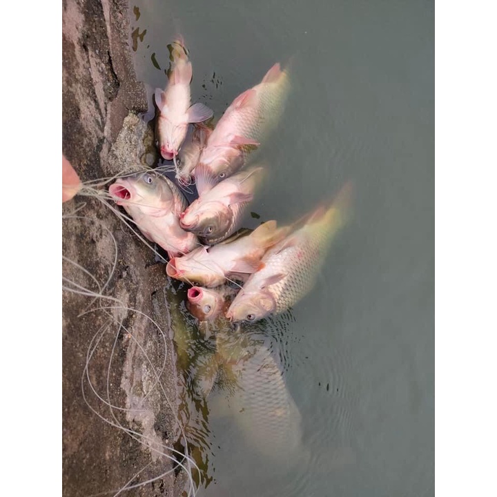 Hương Câu Cá Trâu Điên, Chuyên dùng pha chế mồi câu cá Chép,Phi,Trắm.. Siêu hiệu quả.