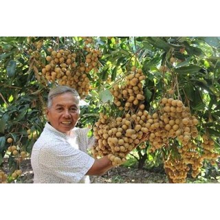 Cây giống nhãn hạt lép sẵn quả