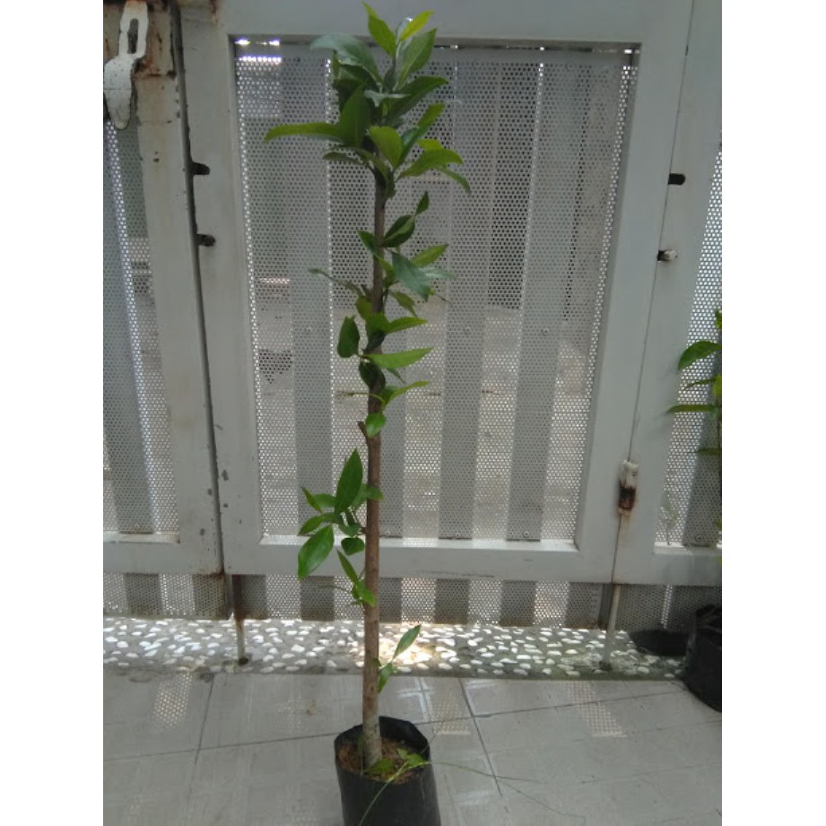 Cây vối - Cao khoảng 80cm