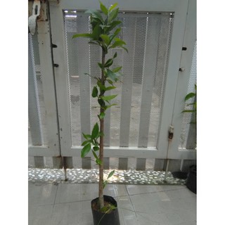 Cây vối - chiều cao khoảng 80cm (freeship)