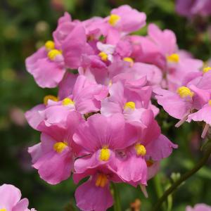 Hạt Giống Hoa Nemesia Mix 50 hạt - tặng kèm thuốc kích mầm
