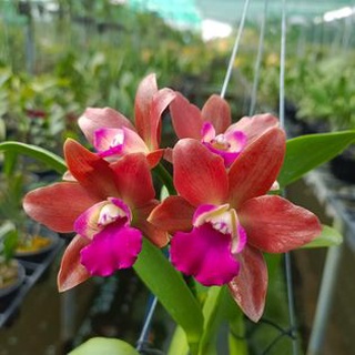Catleya mini Tú Cầu Đò