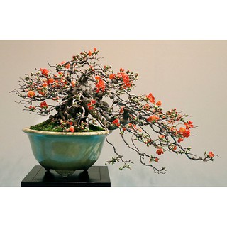 BỘ HẠT GIỐNG MAI ĐỎ